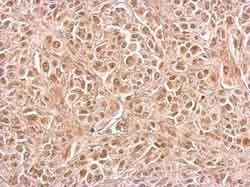 Immunohistochemistry (Formalin/PFA-fixed paraffin-embedded sections) - Anti-CIAPIN1 antibody (AB154904)