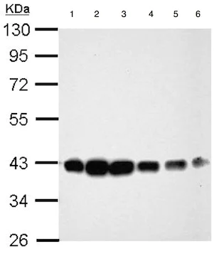 Western blot - Anti-CIAPIN1 antibody (AB154904)