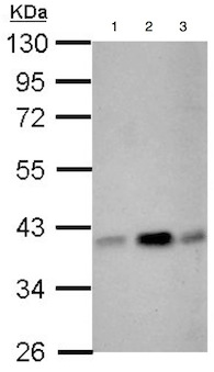 Western blot - Anti-CIAPIN1 antibody (AB154904), expandable thumbnail