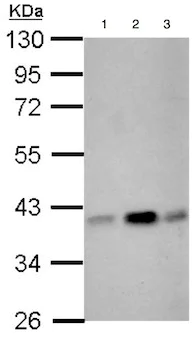 Western blot - Anti-CIAPIN1 antibody (AB154904)