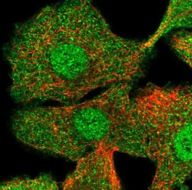 Immunocytochemistry/ Immunofluorescence - Anti-CIB1/KIP antibody (AB220606)