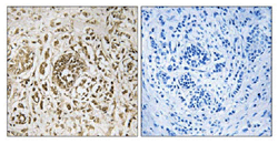 Immunohistochemistry (Formalin/PFA-fixed paraffin-embedded sections) - Anti-CIB2 antibody (AB111908)