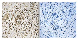 Immunohistochemistry (Formalin/PFA-fixed paraffin-embedded sections) - Anti-CIB2 antibody (AB111908)