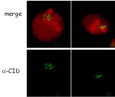 Immunocytochemistry/ Immunofluorescence - Anti-CID antibody (AB10887)