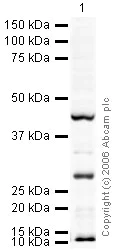 Western blot - Anti-CID antibody (AB10887)