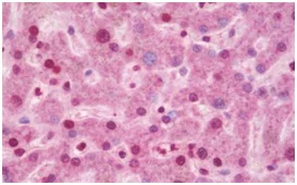 Immunohistochemistry (Formalin/PFA-fixed paraffin-embedded sections) - Anti-CIDE A antibody (AB191193)
