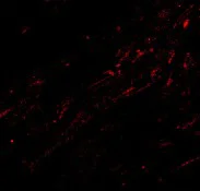 Immunocytochemistry/ Immunofluorescence - Anti-CIDE A antibody (AB8402)
