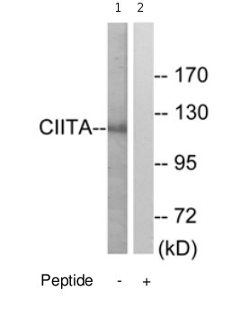 Western blot - Anti-CIITA antibody (AB70060), expandable thumbnail
