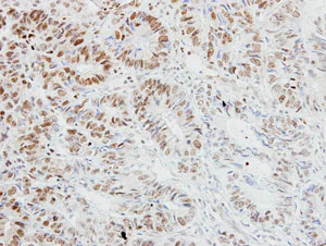Immunohistochemistry (Formalin/PFA-fixed paraffin-embedded sections) - Anti-CIKS/ACT1 antibody (AB137395)
