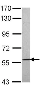 Western blot - Anti-CIKS/ACT1 antibody (AB137395)