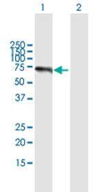 Western blot - Anti-CIKS/ACT1 antibody (AB172509)