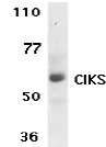 Western blot - Anti-CIKS/ACT1 antibody (AB5973)
