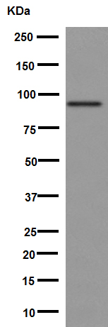 Western blot - Anti-CILP antibody [EPR16303] - BSA and Azide free (AB251162)