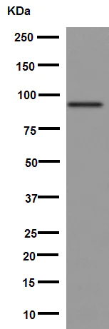 Western blot - Anti-CILP antibody [EPR16303] - BSA and Azide free (AB251162)