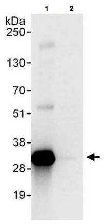 Immunoprecipitation - Anti-CIP29 antibody (AB225694)