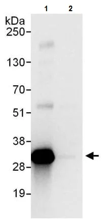 Immunoprecipitation - Anti-CIP29 antibody (AB225694)