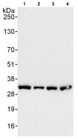 Western blot - Anti-CIP29 antibody (AB225694)