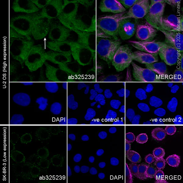 Immunocytochemistry/ Immunofluorescence - Anti-CIP2A antibody [EPR29632-7] (AB325239)
