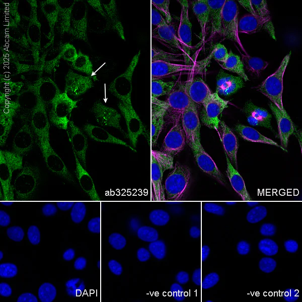 Immunocytochemistry/ Immunofluorescence - Anti-CIP2A antibody [EPR29632-7] (AB325239)