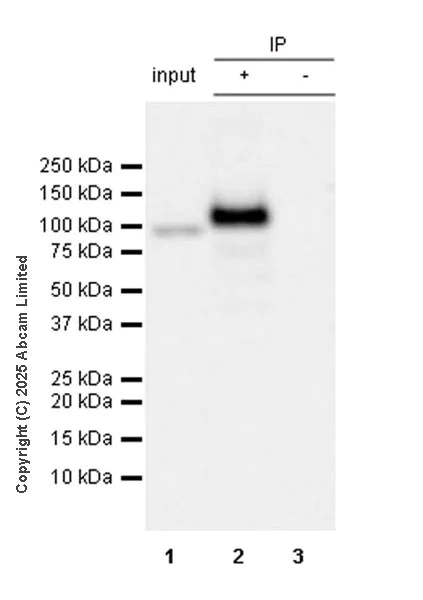 Immunoprecipitation - Anti-CIP2A antibody [EPR29632-7] (AB325239)