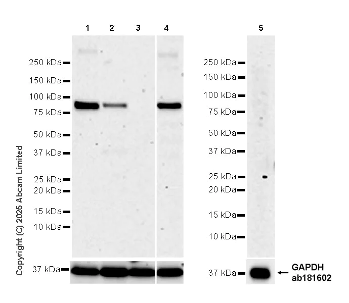 Western blot - Anti-CIP2A antibody [EPR29632-7] (AB325239)