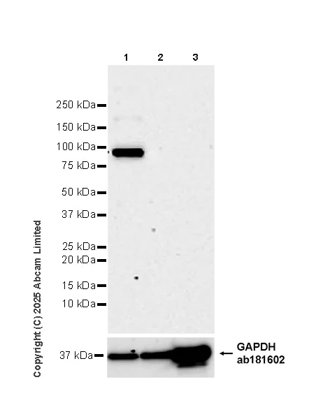 Western blot - Anti-CIP2A antibody [EPR29632-7] (AB325239)