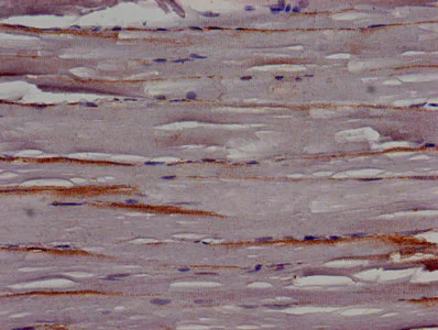 Immunohistochemistry (Formalin/PFA-fixed paraffin-embedded sections) - Anti-Cip4 antibody (AB235913)