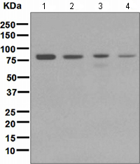 Western blot - Anti-Cip4 antibody [EPR1965] (AB108313), expandable thumbnail