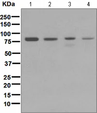 Western blot - Anti-Cip4 antibody [EPR1965] (AB108313)