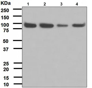 Western blot - Anti-Cip4 antibody [EPR1966(2)] (AB108277)
