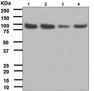 Western blot - Anti-Cip4 antibody [EPR1966(2)] - BSA and Azide free (AB247615), expandable thumbnail