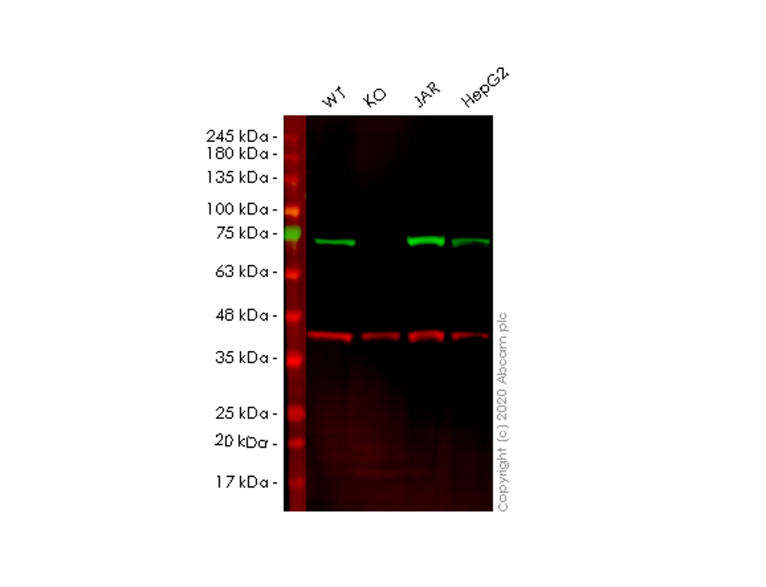 Western blot - Anti-Cip4 antibody [EPR1966(2)] - BSA and Azide free (AB247615), expandable thumbnail