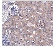 Immunohistochemistry (Formalin/PFA-fixed paraffin-embedded sections) - Anti-CIP75 antibody (AB106443)