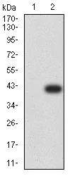 Western blot - Anti-CIRP antibody [6E12D5] (AB233711)
