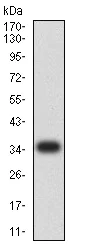 Western blot - Anti-CIRP antibody [6E12D5] (AB233711)