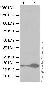 Western blot - Anti-CIRP antibody [EPR18783] (AB191885)