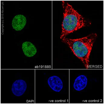 Immunocytochemistry/ Immunofluorescence - Anti-CIRP antibody [EPR18783] - BSA and Azide free (AB238946)