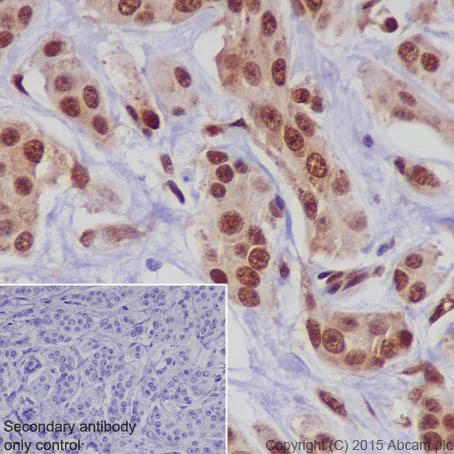 Immunohistochemistry (Formalin/PFA-fixed paraffin-embedded sections) - Anti-CIRP antibody [EPR18783] - BSA and Azide free (AB238946)