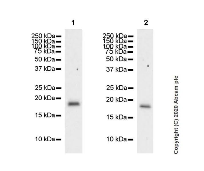 Western blot - Anti-CIRP antibody [EPR23628-36] (AB246510)