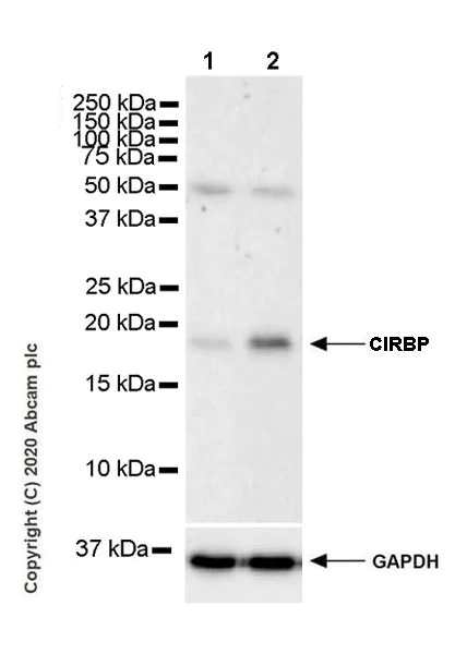 Western blot - Anti-CIRP antibody [EPR23628-36] (AB246510)