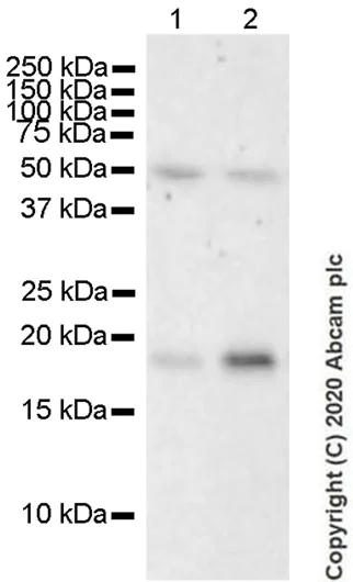 Western blot - Anti-CIRP antibody [EPR23628-36] - BSA and Azide free (AB272940)