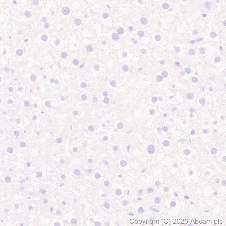 Immunohistochemistry (Formalin/PFA-fixed paraffin-embedded sections) - Anti-CIRP antibody [EPR27398-80] (AB315017)