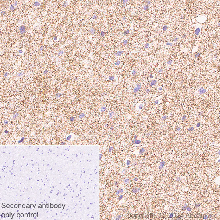 Immunohistochemistry (Formalin/PFA-fixed paraffin-embedded sections) - Anti-CISD1/MitoNEET antibody [EPR29116-27] (AB318199)