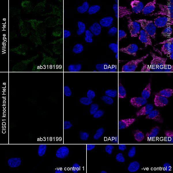 Immunocytochemistry/ Immunofluorescence - Anti-CISD1/MitoNEET antibody [EPR29116-27] - BSA and Azide free (AB318200)
