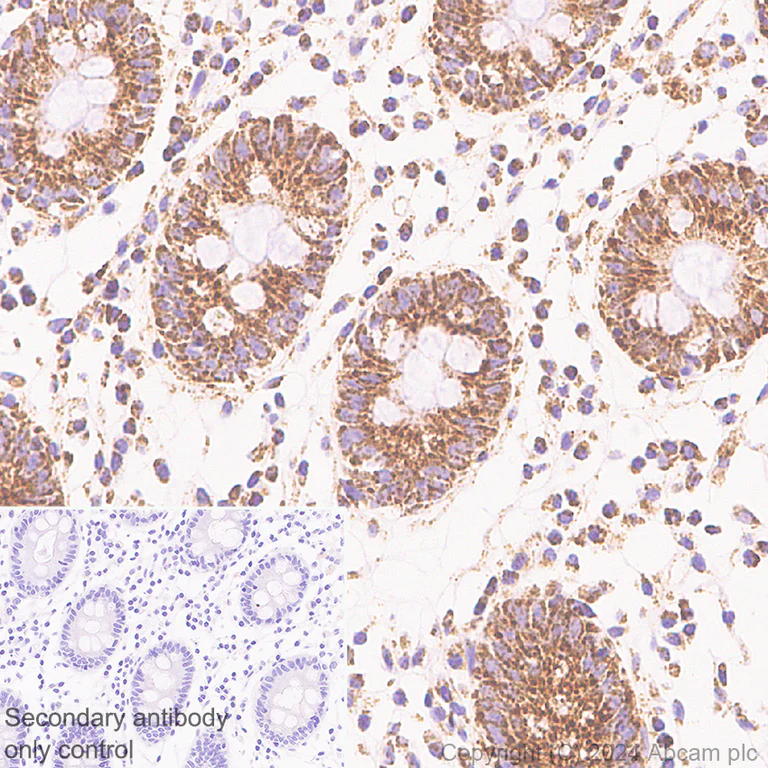 Immunohistochemistry (Formalin/PFA-fixed paraffin-embedded sections) - Anti-CISD1/MitoNEET antibody [EPR29116-27] - BSA and Azide free (AB318200)