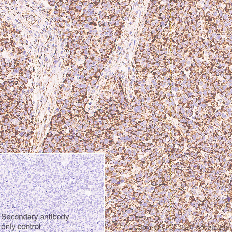 Immunohistochemistry (Formalin/PFA-fixed paraffin-embedded sections) - Anti-CISD1/MitoNEET antibody [EPR29116-27] - BSA and Azide free (AB318200)