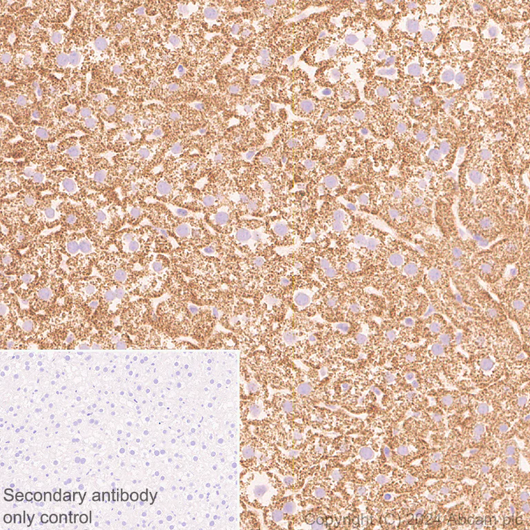 Immunohistochemistry (Formalin/PFA-fixed paraffin-embedded sections) - Anti-CISD1/MitoNEET antibody [EPR29116-27] - BSA and Azide free (AB318200)