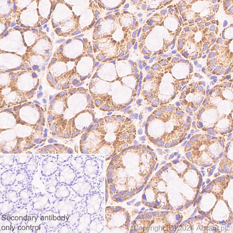 Immunohistochemistry (Formalin/PFA-fixed paraffin-embedded sections) - Anti-CISD1/MitoNEET antibody [EPR29116-27] - BSA and Azide free (AB318200)