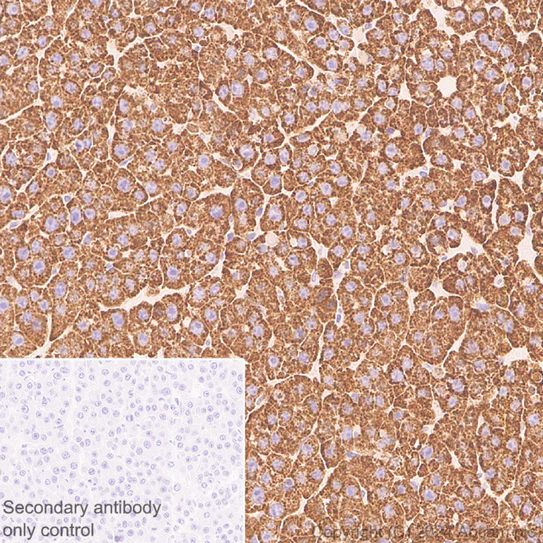 Immunohistochemistry (Formalin/PFA-fixed paraffin-embedded sections) - Anti-CISD1/MitoNEET antibody [EPR29116-27] - BSA and Azide free (AB318200)