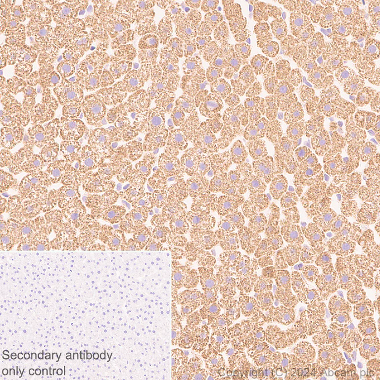 Immunohistochemistry (Formalin/PFA-fixed paraffin-embedded sections) - Anti-CISD1/MitoNEET antibody [EPR29116-27] - BSA and Azide free (AB318200)